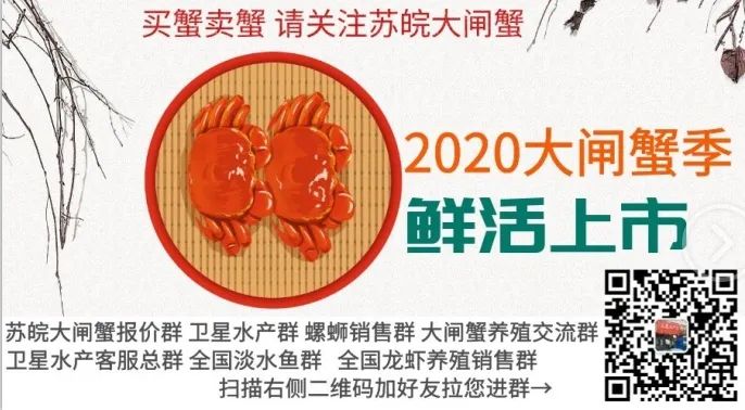 厉害了！稻田里养殖大闸蟹？这个通江人做到了