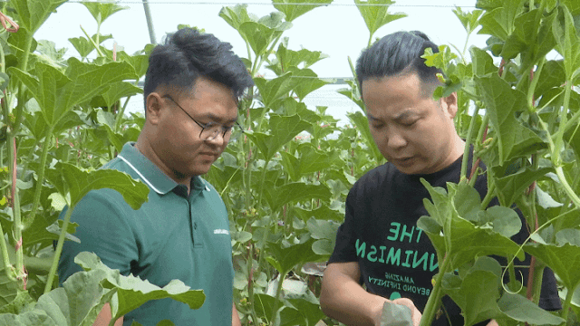 九月瓜的种植_9月可种植的瓜类_九月瓜种植技术