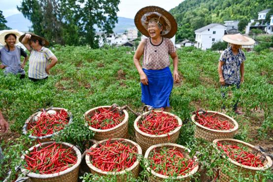 药渣养殖致富故事_致富养猪场是真的吗_致富经草药养猪