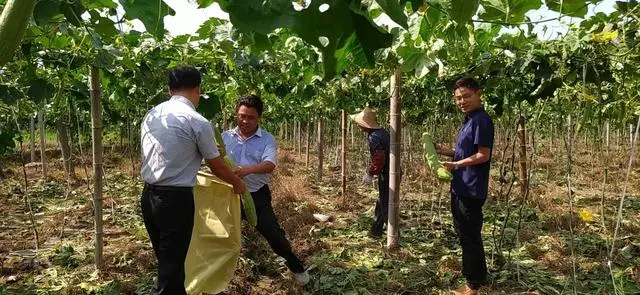 丝瓜水挣钱吗_致富经丝瓜水视频_丝瓜赚钱