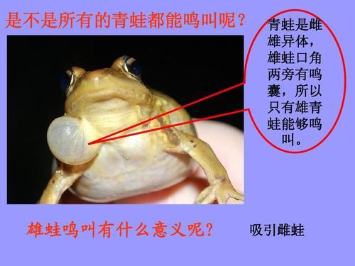 致富经双胞胎兄弟养殖青蛙_致富经双胞胎兄弟养殖青蛙_致富经双胞胎兄弟养殖青蛙