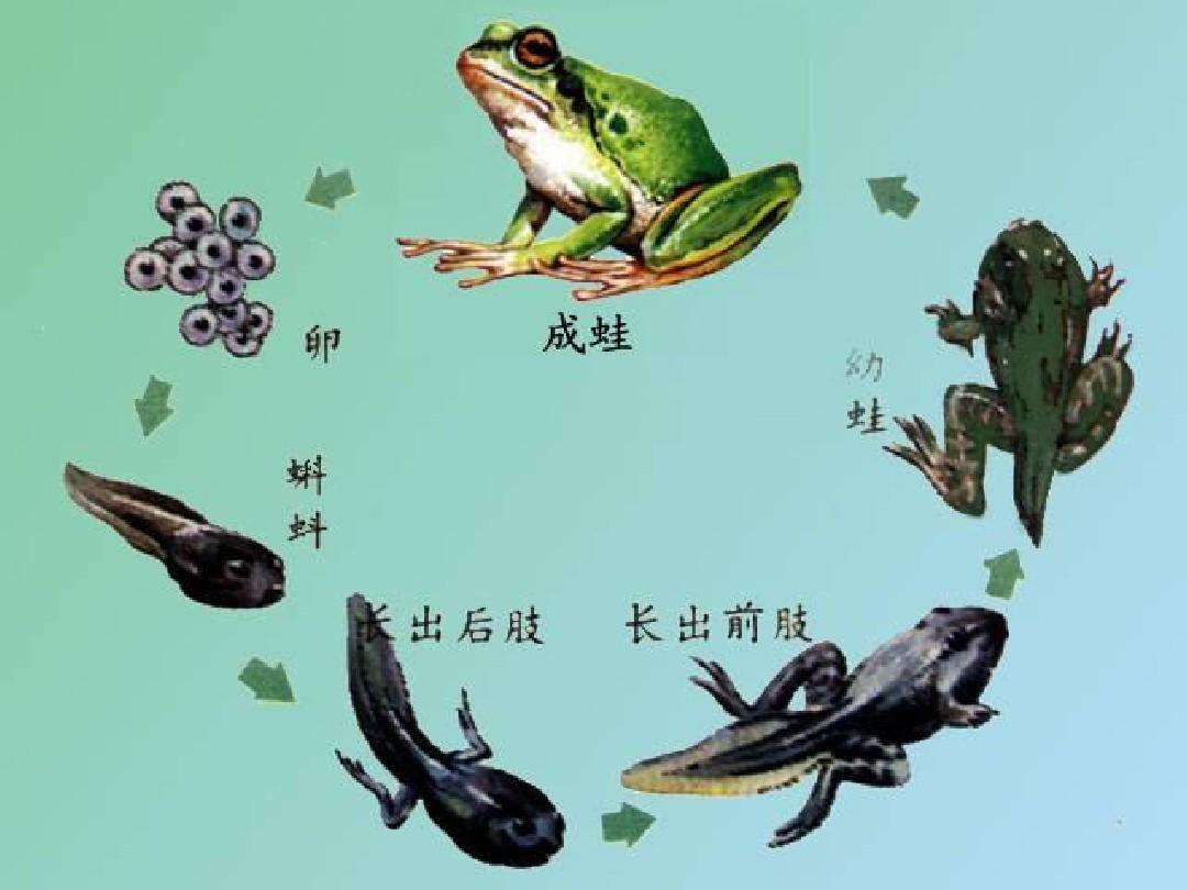 致富经双胞胎兄弟养殖青蛙_致富经双胞胎兄弟养殖青蛙_致富经双胞胎兄弟养殖青蛙