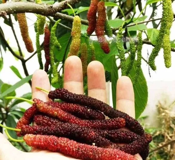 致富好项目种植_致富种植加盟项目介绍_种植致富项目加盟