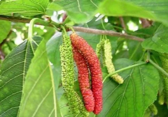 种植致富项目加盟_致富种植加盟项目介绍_致富好项目种植