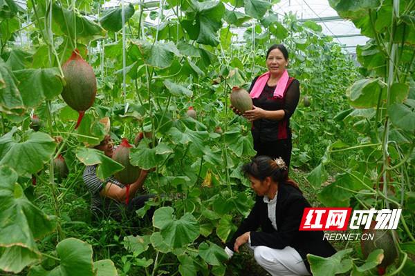 致富经江苏盐城黑羽鸭_致富经江苏盐城黑羽鸭_致富经江苏盐城黑羽鸭