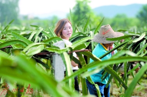 致富脱水蔬菜图片_脱水蔬菜品种_致富经脱水蔬菜