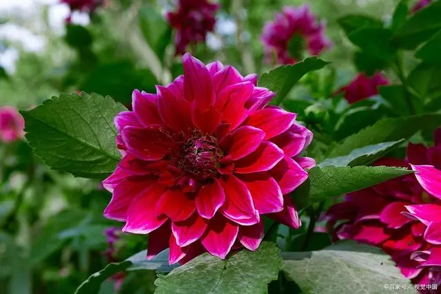 农村种植花卉赚钱吗_农村种植花能致富吗视频_视频致富能种植农村花草吗