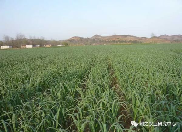 大蒜室内种植技术_大蒜室内种植技术与管理_大蒜室内种植技术视频