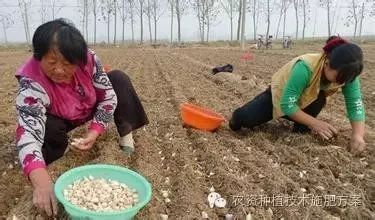 大蒜室内种植技术与管理_室内种大蒜怎么种_大蒜室内种植技术