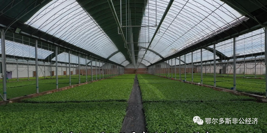 养育肥牛的利润_肥牛养殖致富案例_养殖育肥牛的利润