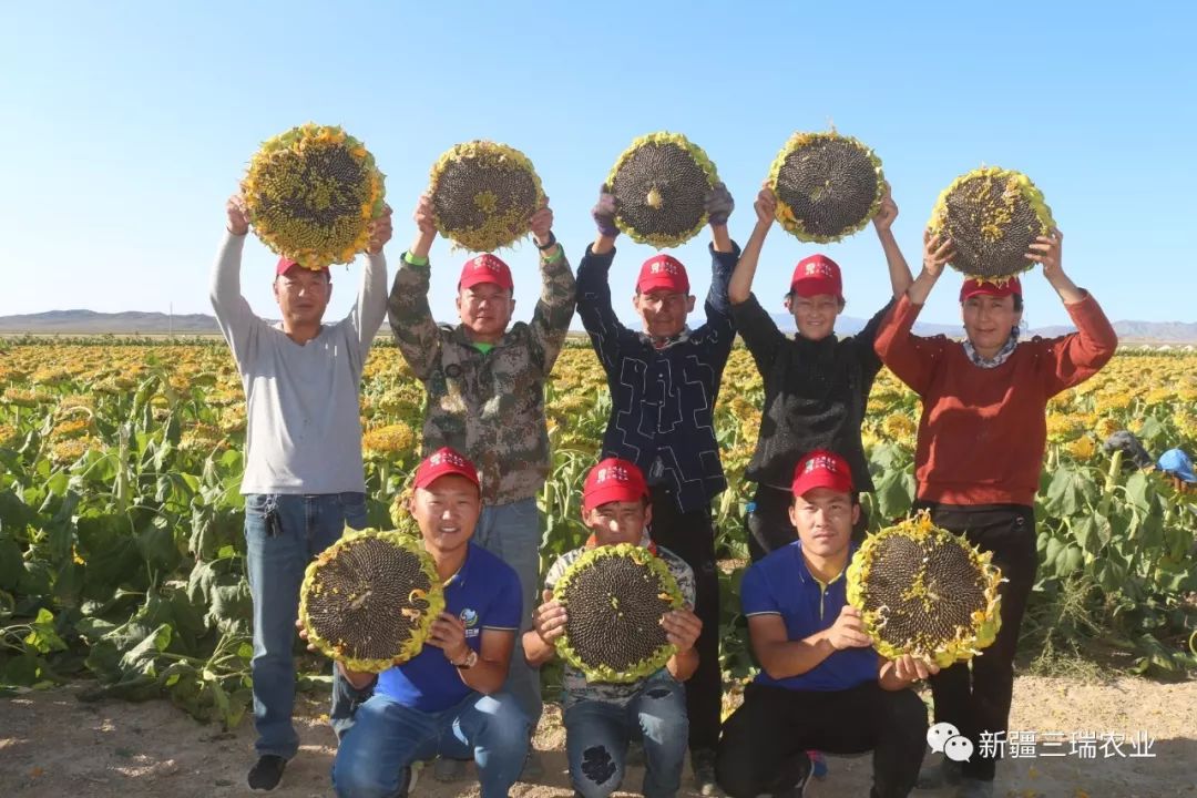 致富葫芦种植方法_葫芦种植挣钱吗_致富葫芦种植方法图片
