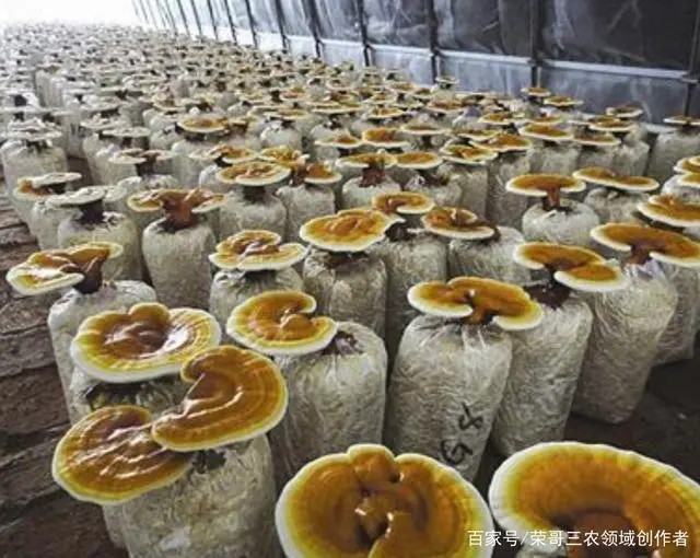 种植香菜赚钱吗_种植香菜创业_种植香菜致富事例