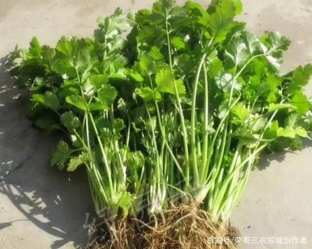 种植香菜致富事例_种植香菜赚钱吗_种植香菜创业