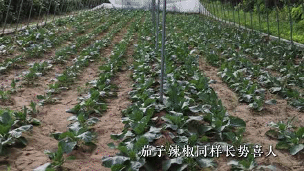 种植香菜创业_致富经香菜种植_种植香菜致富事例