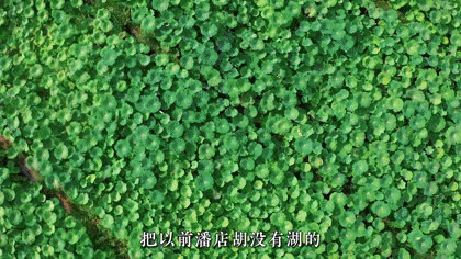 种植香菜创业_致富经香菜种植_种植香菜致富事例