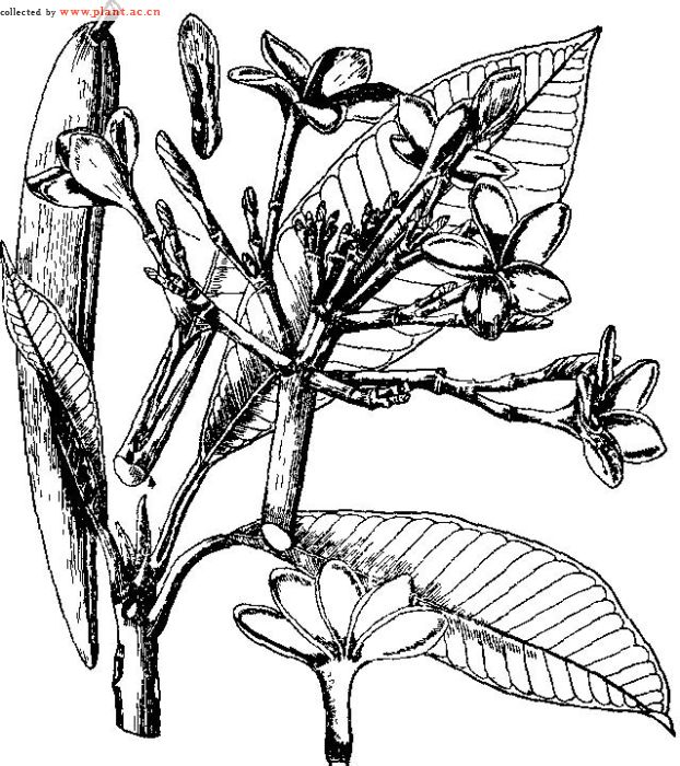 枙子金花丸的功效_枙子种植技术_枙子花的养殖方法