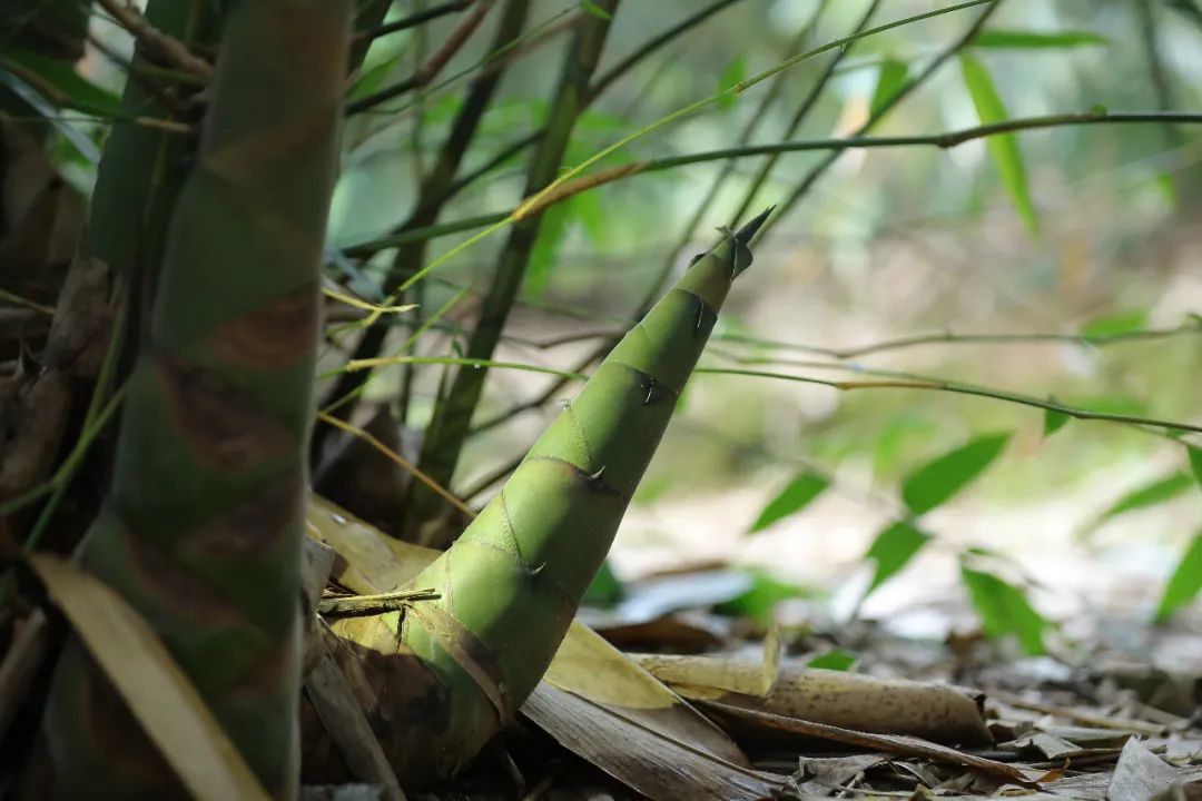 致富经冬笋种植_种冬笋的利润_致富种植冬笋图片