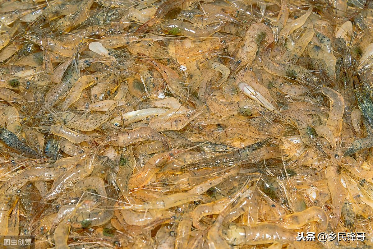 养殖水蛇技术_养殖水蛇技术规范_养殖水蛇技术要点