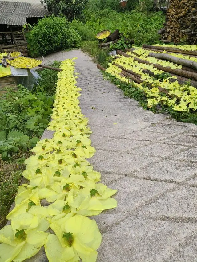柯坪种植致富花_柯坪种植致富花_柯坪种植致富花