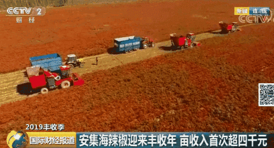 新疆辣椒种植基地_新疆种植辣椒致富_新疆种辣椒赚钱不