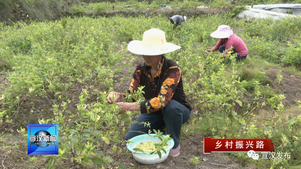 致富种植黄金方法是什么_怎么种植黄金_黄金种植致富方法