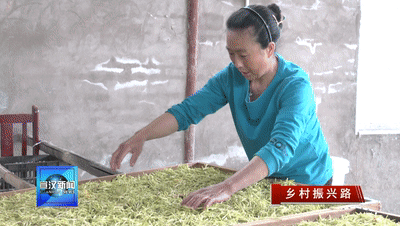 怎么种植黄金_致富种植黄金方法是什么_黄金种植致富方法