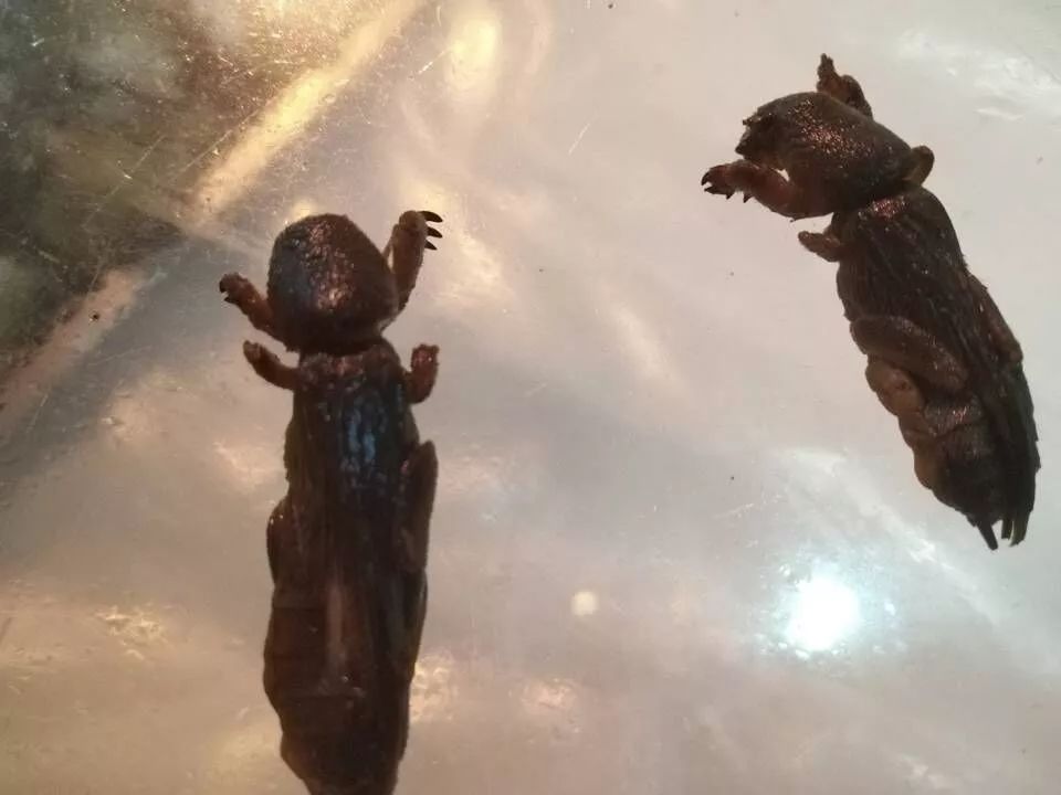 人工养殖竹虫技术视频_竹虫养殖技术视频实拍_竹虫养殖技术视频