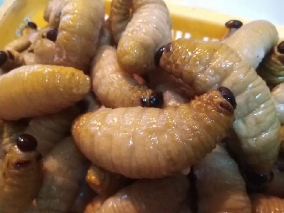 竹虫养殖技术视频_竹虫养殖技术视频实拍_人工养殖竹虫技术视频