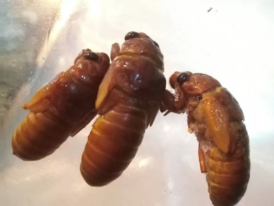 竹虫养殖技术视频实拍_人工养殖竹虫技术视频_竹虫养殖技术视频
