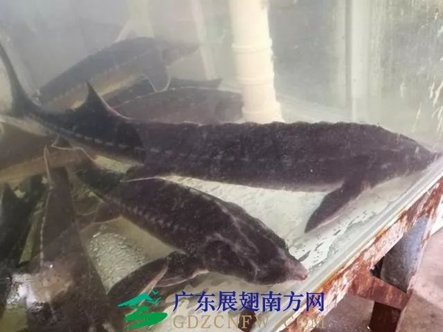 竹虫养殖技术视频实拍_竹虫养殖技术视频_人工养殖竹虫技术视频
