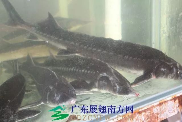竹虫养殖技术视频_人工养殖竹虫技术视频_竹虫养殖技术视频实拍