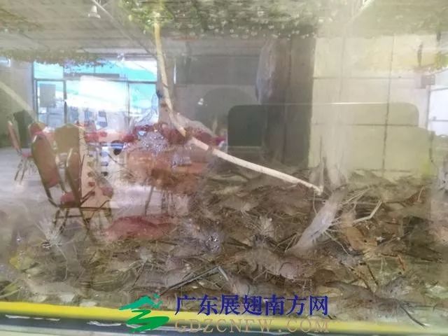 人工养殖竹虫技术视频_竹虫养殖技术视频_竹虫养殖技术视频实拍