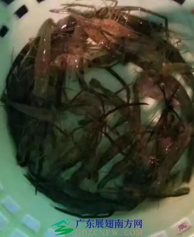 人工养殖竹虫技术视频_竹虫养殖技术视频_竹虫养殖技术视频实拍