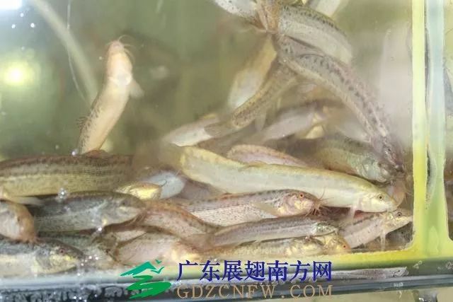 人工养殖竹虫技术视频_竹虫养殖技术视频实拍_竹虫养殖技术视频
