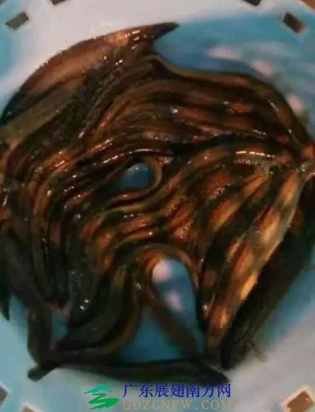 竹虫养殖技术视频实拍_竹虫养殖技术视频_人工养殖竹虫技术视频