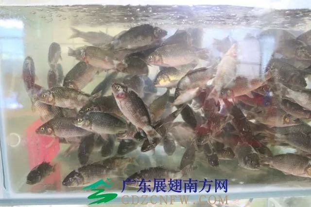 竹虫养殖技术视频实拍_人工养殖竹虫技术视频_竹虫养殖技术视频