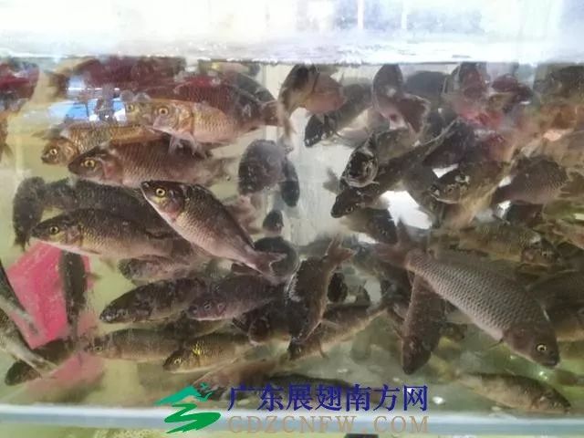 竹虫养殖技术视频_竹虫养殖技术视频实拍_人工养殖竹虫技术视频