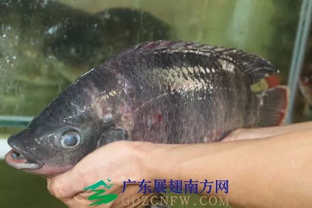 竹虫养殖技术视频_竹虫养殖技术视频实拍_人工养殖竹虫技术视频
