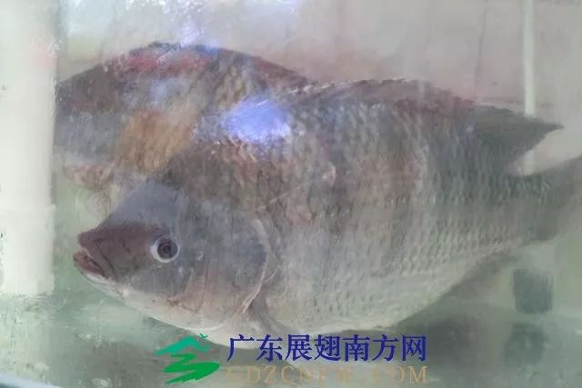 竹虫养殖技术视频_人工养殖竹虫技术视频_竹虫养殖技术视频实拍
