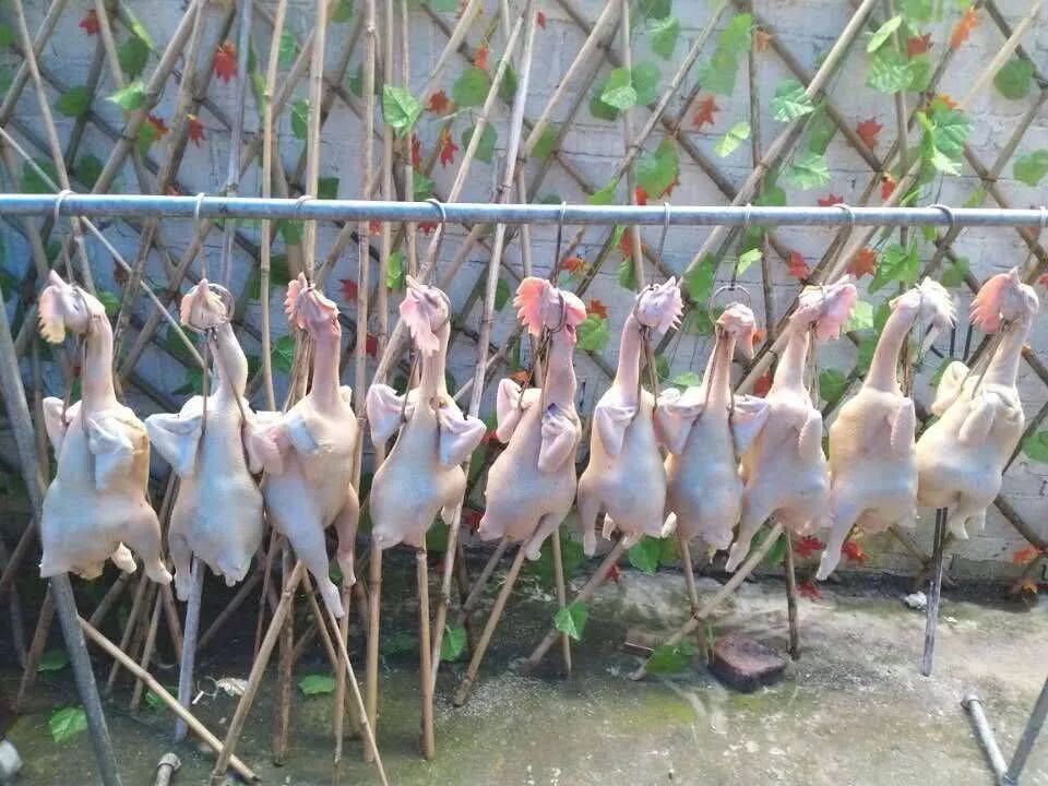 竹虫养殖技术视频_竹虫养殖技术视频实拍_人工养殖竹虫技术视频