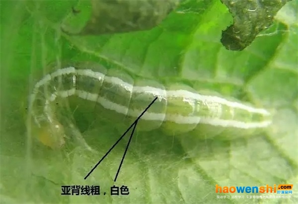 瓜绢螟幼虫