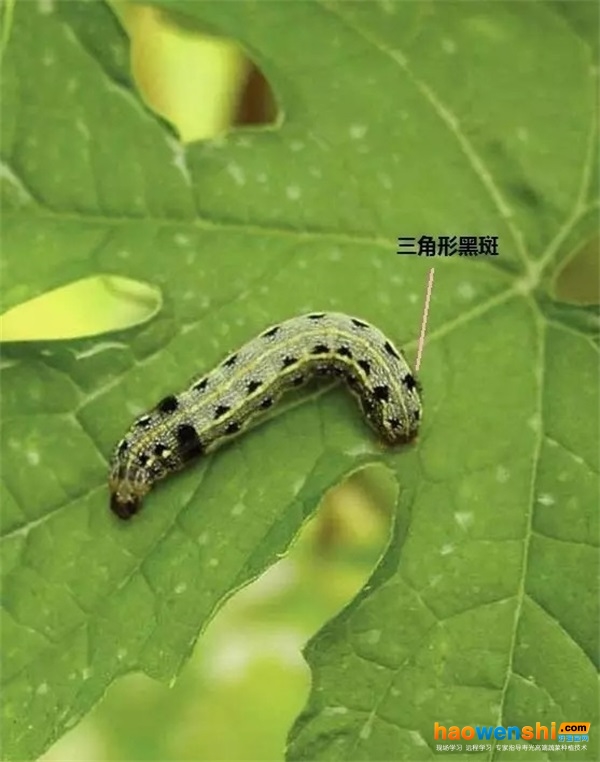 斜纹夜蛾