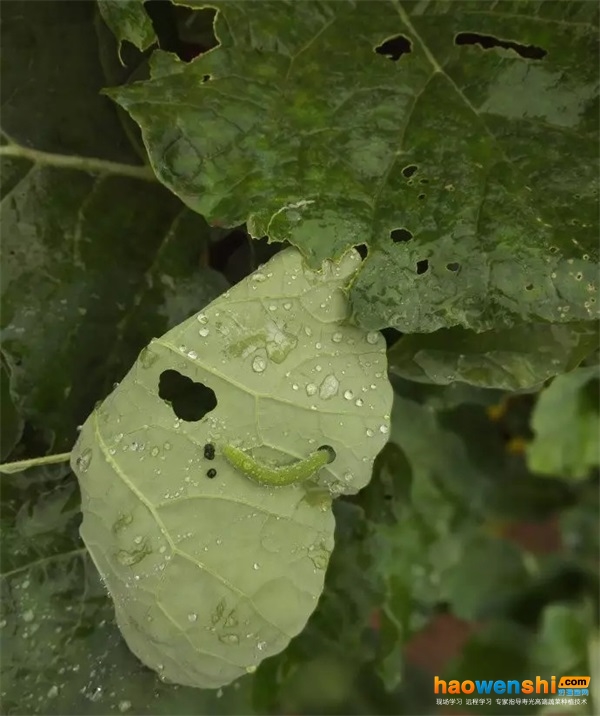 菜青虫危害症状