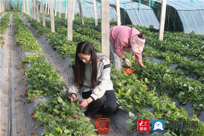 绿色种植致富伞_农村致富种植_农村种植致富好项目