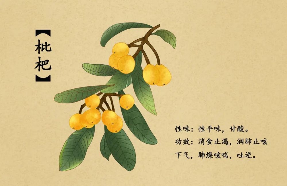 枇杷仔种植技术_如何种植枇杷种子_枇杷种植技术视频