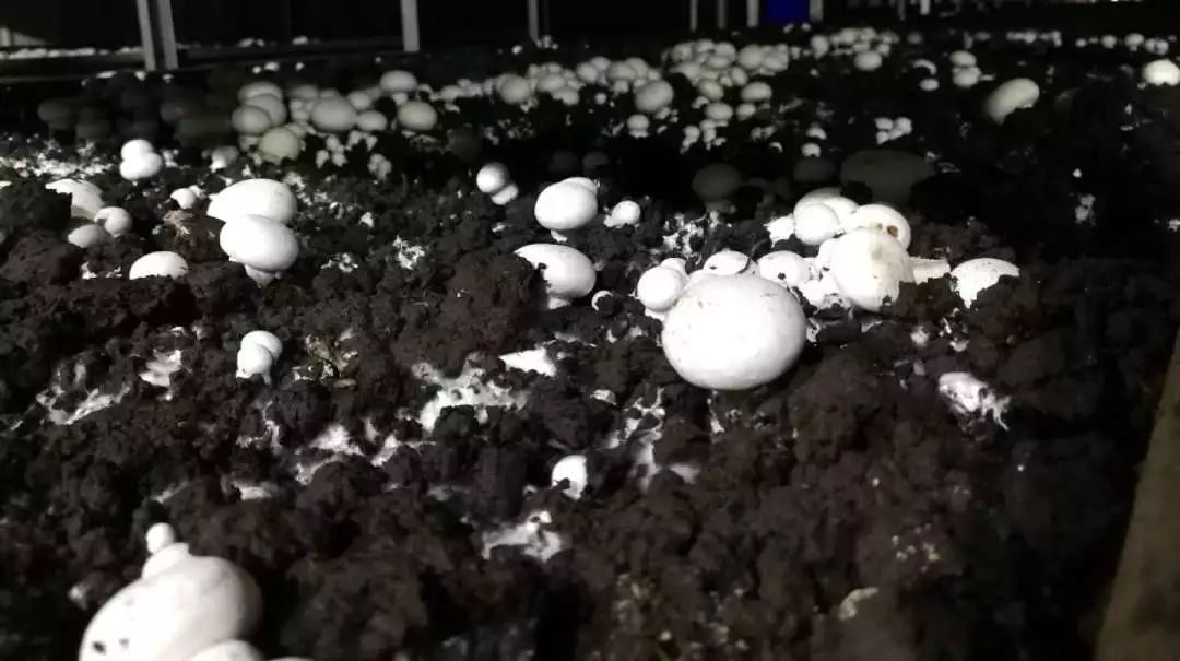 雷竹笋种植致富案例_绿色种植致富伞_有机质蔬菜特色种植的致富故事
