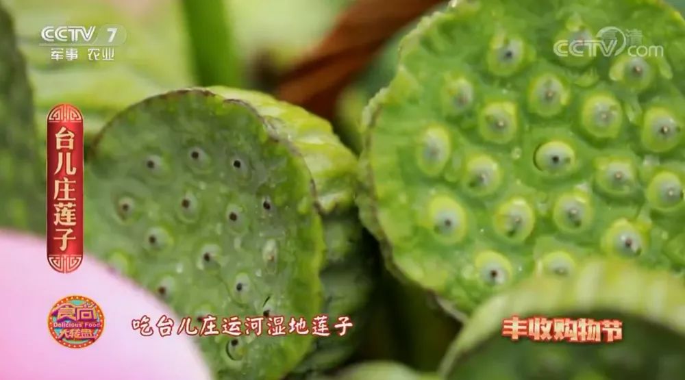 楼顶种西瓜要搭架子吗_楼顶种植西瓜技术视频_西瓜种楼顶会不会被烫死