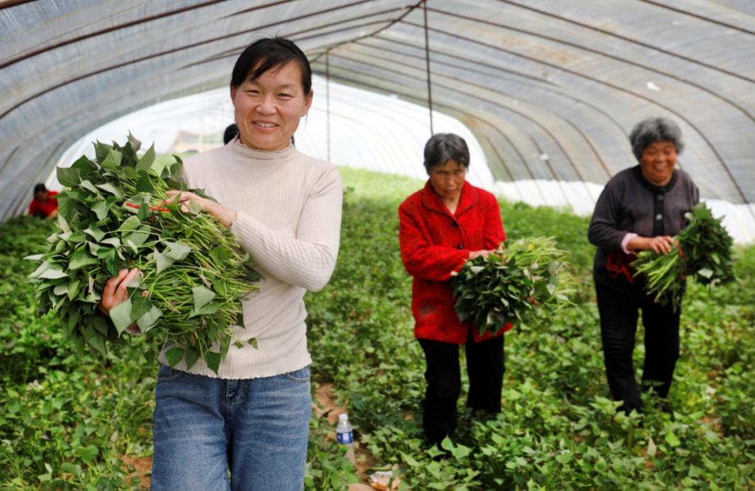 迷你红薯种植致富_致富经种植红薯视频_红薯苗致富