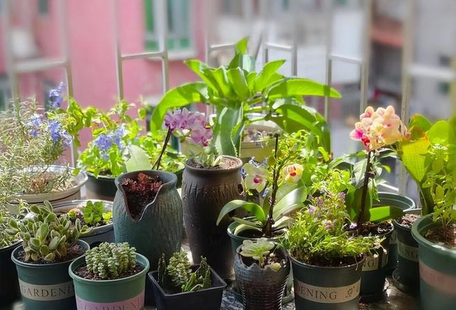 致富经养花视频_种花致富经_养花致富前景怎样