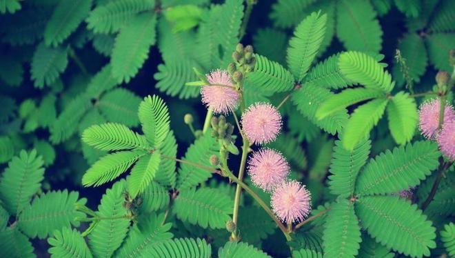 致富经养花视频_种花致富经_养花致富前景怎样